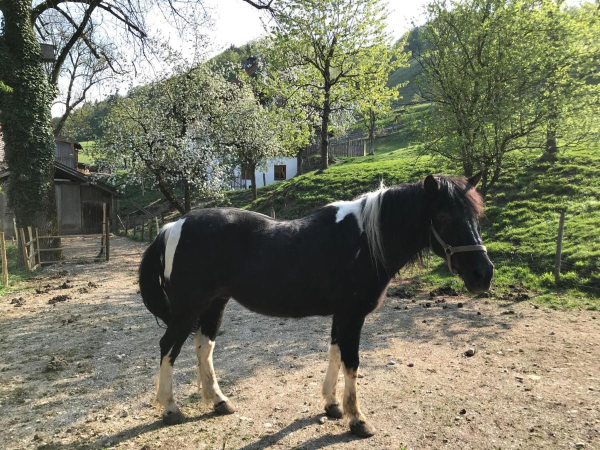 Pension Ober Siegsdorf Dış mekan fotoğraf